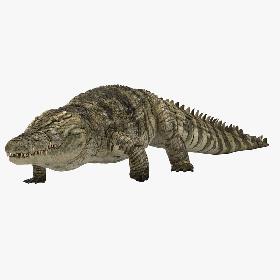 3D Crocodile Animated model